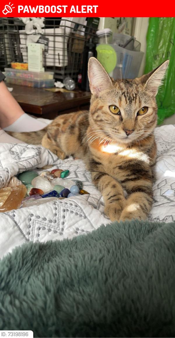 Lost Female Cat last seen Western crest drive, Riverside County, CA 92570
