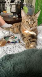 Lost Female Cat last seen Western crest drive, Riverside County, CA 92570