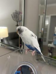 Lost Male Bird last seen Clinard farms road, High Point, NC 27265