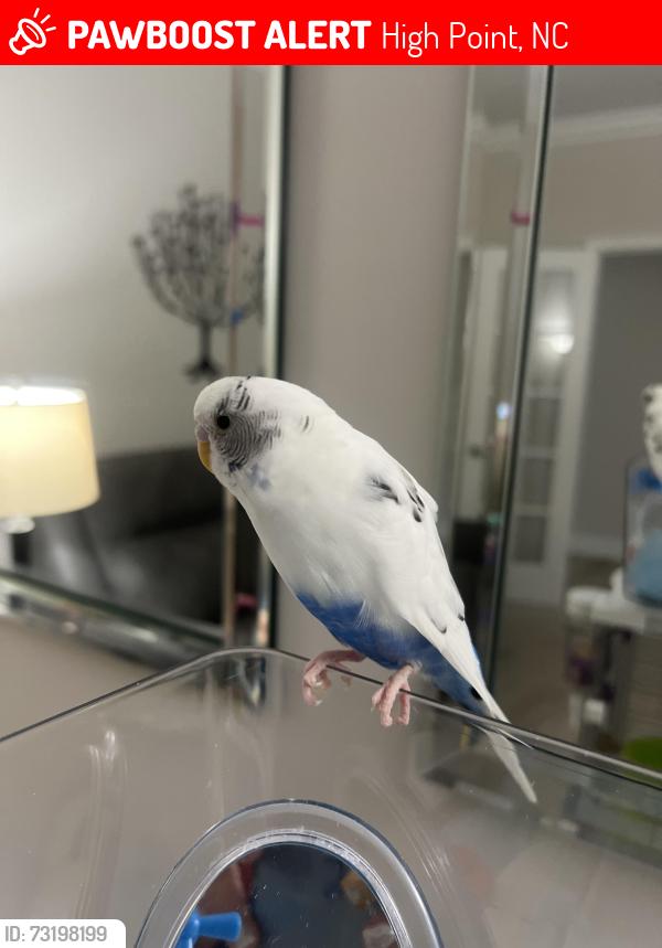 Lost Male Bird last seen Clinard farms road, High Point, NC 27265