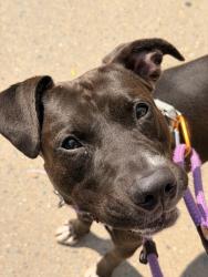 Shelter Stray Male Dog last seen Apt 14H,1368 Webster Avenue, BRONX, NY, 10456, 326 E 110th St, New York, NY 10029, USA