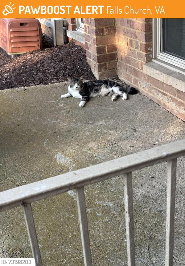 Found/Stray Male Cat last seen Arlington Blvd and Graham Rd, Falls Church, VA 22046