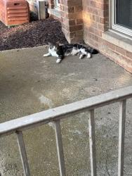 Found/Stray Male Cat last seen Arlington Blvd and Graham Rd, Falls Church, VA 22046