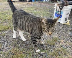 Lost Male Cat last seen Near Dairy Queen on Hwy 99, Eugene, OR 97402