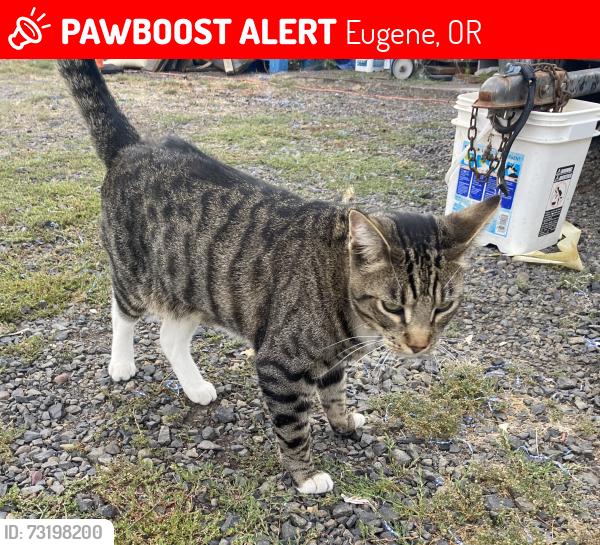 Lost Male Cat last seen Near Dairy Queen on Hwy 99, Eugene, OR 97402