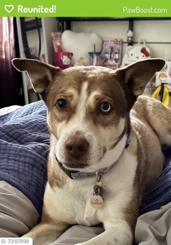 Reunited Female Dog last seen Bear Valley Springs, Deertrail, Tehachapi, CA 93561