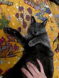 Reunited Female Cat last seen Balfour and Rosal, Oakland, CA 94610