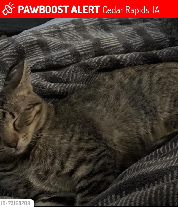 Lost Female Cat last seen 1st ave and west post rd, Cedar Rapids, IA 52405