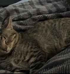 Lost Female Cat last seen 1st ave and west post rd, Cedar Rapids, IA 52405