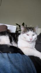 Lost Male Cat last seen Sileby park, Sileby, England 