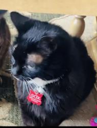 Reunited Male Cat last seen Eastminister road/providence, Davenport, FL 33837