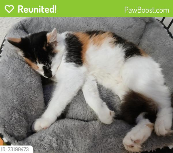 Reunited Female Cat last seen Near e 79th Ave commerce city co, Commerce City, CO 80022