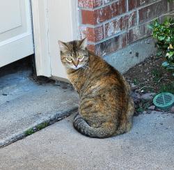 Lost Female Cat last seen Cotton Ridge South and Canyon Creek Drive, McKinney, TX 75072
