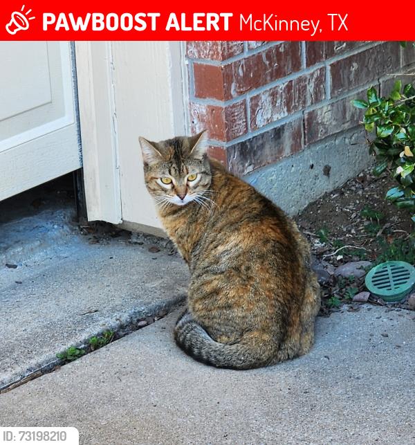 Lost Female Cat last seen Cotton Ridge South and Canyon Creek Drive, McKinney, TX 75072