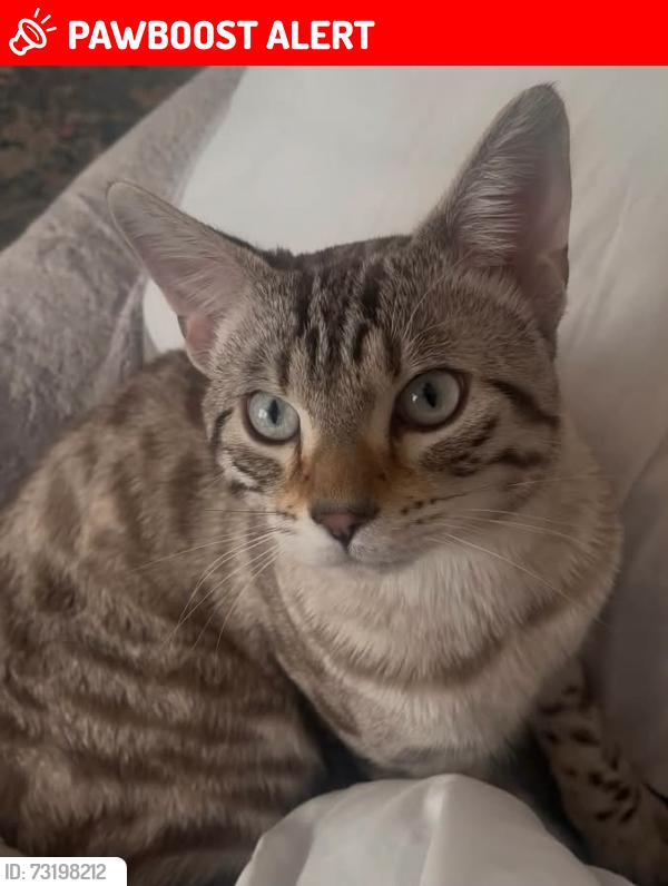 Lost Male Cat last seen High Lane est, Mayfield Primary School, Greater London, England W7 3RL
