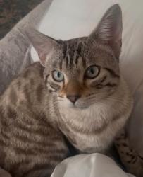 Lost Male Cat last seen High Lane est, Mayfield Primary School, Greater London, England W7 3RL