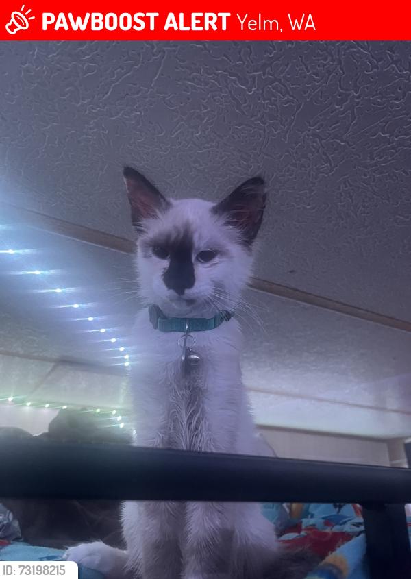 Lost Female Cat last seen Near cascara ct yelm aa, Yelm, WA 98597