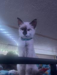Lost Female Cat last seen Near cascara ct yelm aa, Yelm, WA 98597