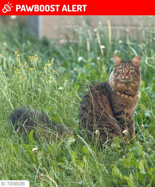Lost Male Cat last seen Hatch Road, Stratton, Swindon, Stratton, England SN3 4XF