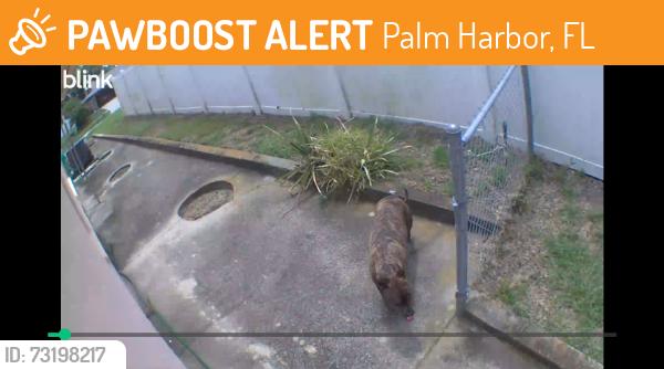 Found/Stray Unknown Dog last seen Orthopedic Specialists, Palm Harbor, FL 34683
