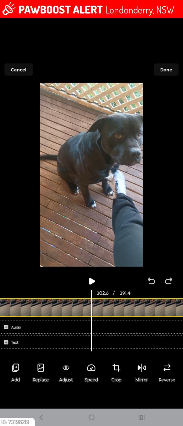 Lost Male Dog last seen Toohrah rd Londonderry, Londonderry, NSW 2753