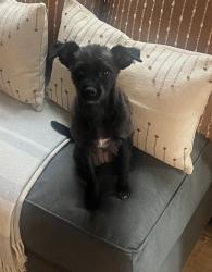 Reunited Female Dog last seen Old Number 7 Dodd Rd. Wilbert Rd. Hwy 124 Willis Rd. Dripping Springs, Boone County, MO 65256