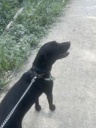 Found/Stray Male Dog last seen 3a Briggs street Carlton, Athersley North, England S71 3BG