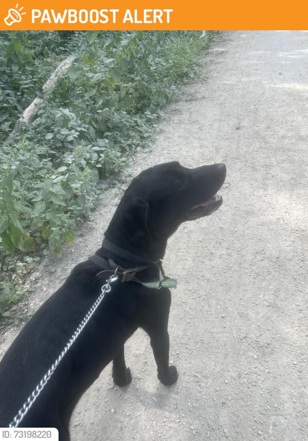 Found/Stray Male Dog last seen 3a Briggs street Carlton, Athersley North, England S71 3BG
