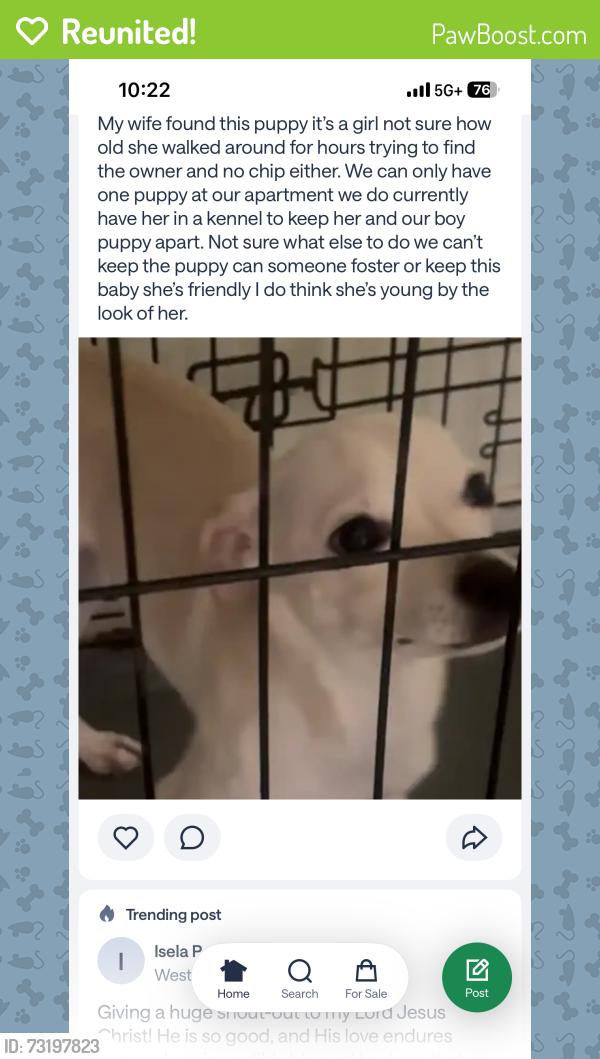 Reunited Female Dog last seen S Laredo and s hamilton, San Antonio, TX 78253