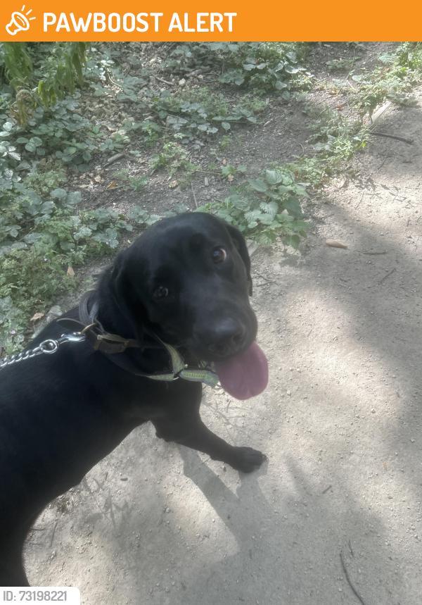 Found/Stray Male Dog last seen Athersley north, Athersley North, England S71 3BG