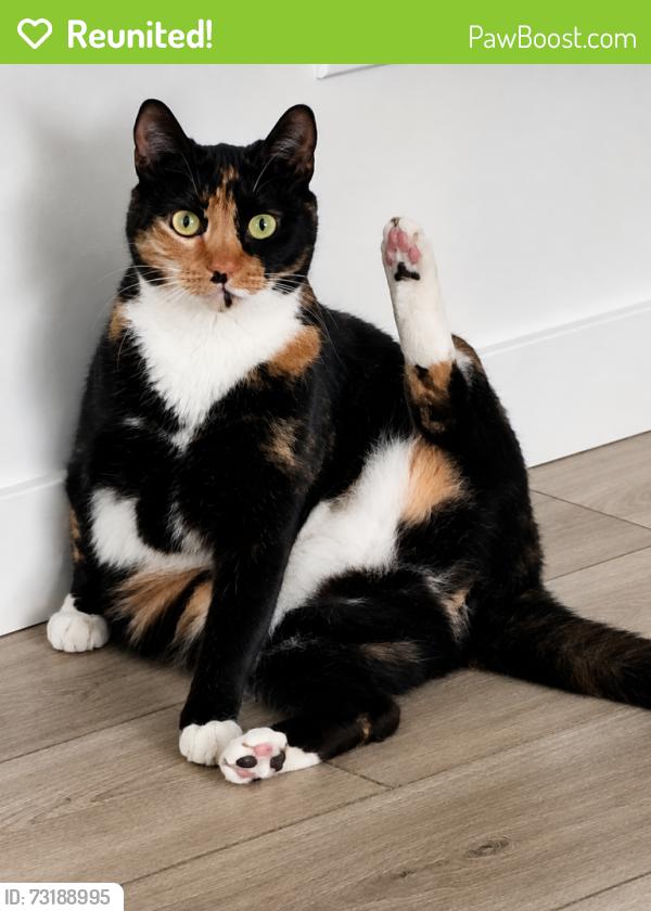 Reunited Female Cat last seen S. Tandycroft Ave, Meridian, ID 83642
