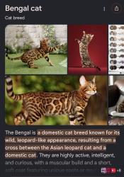 Found/Stray Unknown Cat last seen Antebellum dr and Cory, Murfreesboro, TN 37128