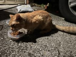 Found/Stray Male Cat last seen Weaver rd Orange Park, 32073, Orange Park, FL 32073