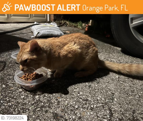 Found/Stray Male Cat last seen Weaver rd Orange Park, 32073, Orange Park, FL 32073