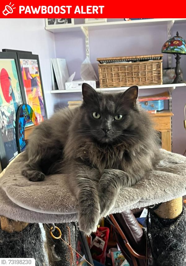 Lost Male Cat last seen Briar Close/ possibly Star Rd, Caversham, England RG4 7QH