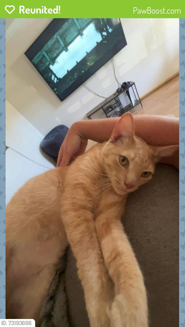 Reunited Male Cat last seen Market st near GMC dealership, Concord, CA 94520