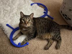 Reunited Male Cat last seen Near W Wells St, San Gabriel, CA 91776, USA, San Gabriel, CA 91776