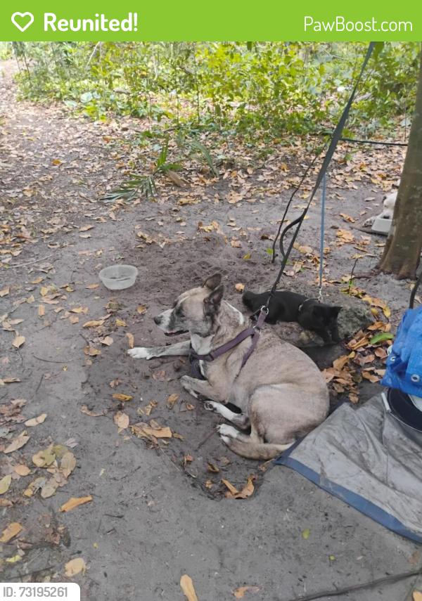 Reunited Female Dog last seen Driftwood ests park, Hollywood, FL 33024