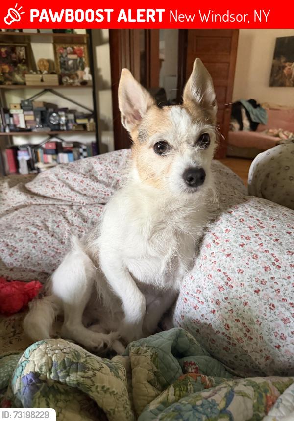 Lost Male Dog last seen Little Britain road going towards the water treatment plant, New Windsor, NY 12553