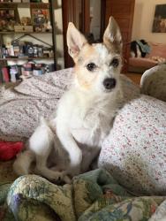 Lost Male Dog last seen Little Britain road going towards the water treatment plant, New Windsor, NY 12553