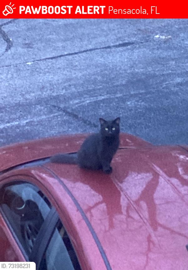 Lost Female Cat last seen Near Atwood Dr Apto 26C Pensacola Florida 32514, Pensacola, FL 32514