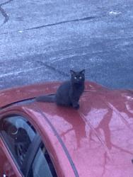 Lost Female Cat last seen Near Atwood Dr Apto 26C Pensacola Florida 32514, Pensacola, FL 32514