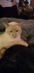 Reunited Male Cat last seen Clermont street and evans, Denver, CO 80222