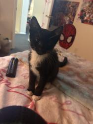 Reunited Female Cat last seen plain st, Lowell, MA 01851