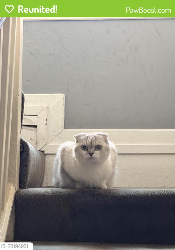 Reunited Female Cat last seen Whitfield Street, Fitzrovia, Greater London, England 