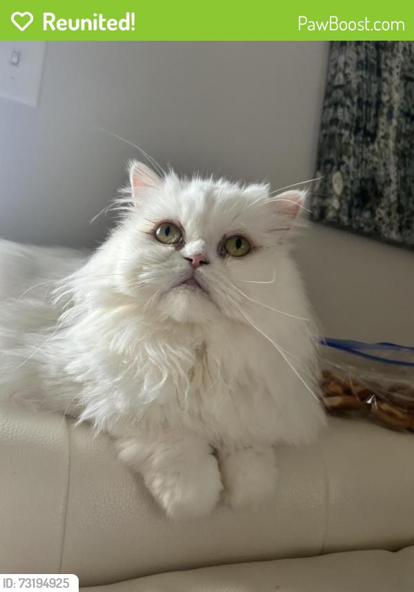 Reunited Female Cat last seen Megan Ct., Palm Harbor, FL 34684