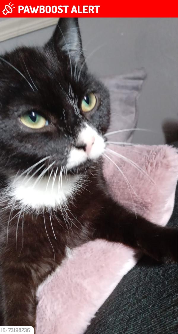 Lost Male Cat last seen Darnall s9 5es, South Yorkshire, England S9 5ES