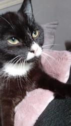 Lost Male Cat last seen Darnall s9 5es, South Yorkshire, England S9 5ES
