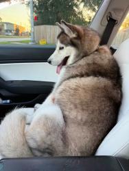 Reunited Male Dog last seen FRIENDSWOOD Link Rd, Friendswood, TX 77546