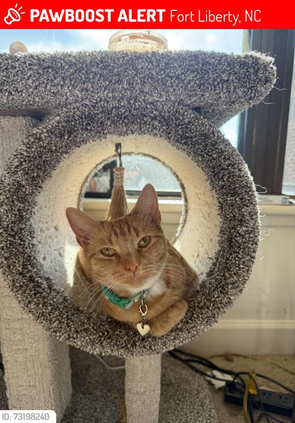 Lost Female Cat last seen Fort bragg, Fort Liberty, NC 28307